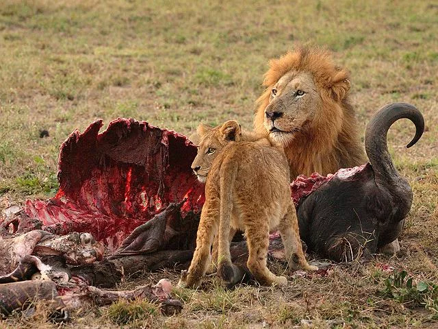 Mito o falsità dire che la carne fa male?