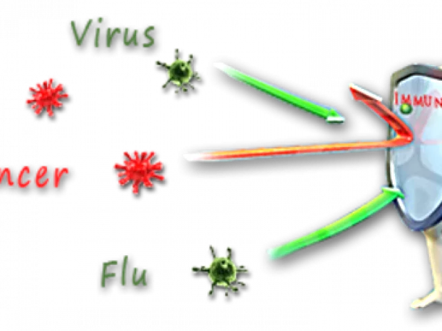 I pesi e il sistema immunitario tre cose da sapere