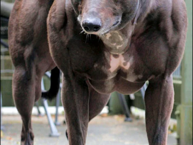 Lo Stargate (Winstrol) farmaco veterinario è vero che è usato in palestra?